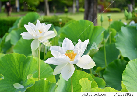 Ancient lotus no Sato Ancient lotus no Sato 141158922