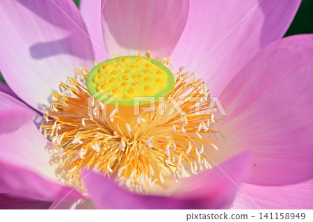古蓮花沒佐藤 古蓮花沒佐藤 141158949
