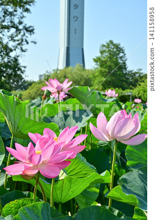 古蓮花沒佐藤 古蓮花沒佐藤 141158958