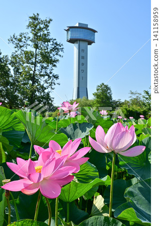 古蓮花沒佐藤 141158959