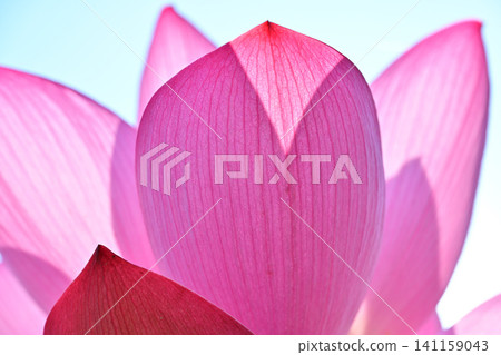 古蓮花沒佐藤 古蓮花沒佐藤 141159043