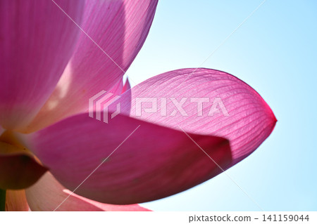 古蓮花沒佐藤 古蓮花沒佐藤 141159044