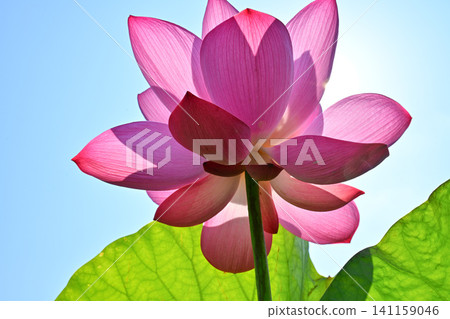 Ancient lotus no Sato Ancient lotus no Sato 141159046