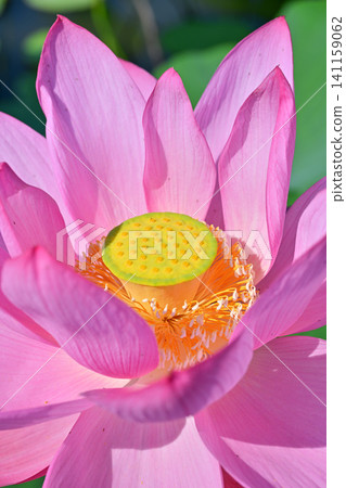 古蓮花沒佐藤 古蓮花沒佐藤 141159062