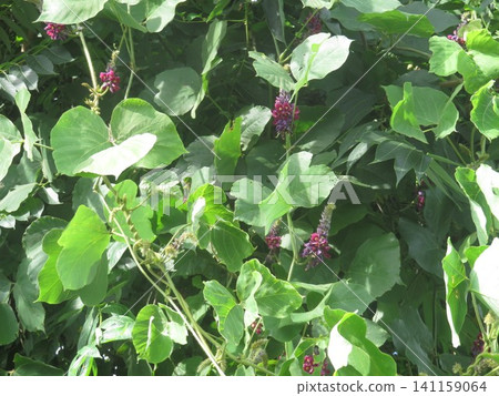 Kudzu flower ① Kudzu flower ① 141159064