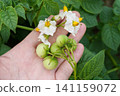 採摘的馬鈴薯花和果實 01 141159072