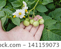 採摘的馬鈴薯花和果實 02 141159073