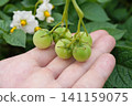4日採摘的馬鈴薯花和果實 141159075