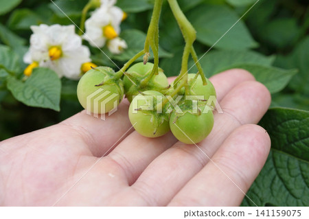 4日採摘的馬鈴薯花和果實 4日採摘的馬鈴薯花和果實 141159075