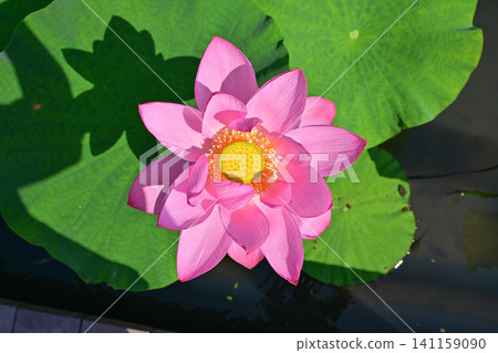 古蓮花沒佐藤 古蓮花沒佐藤 141159090