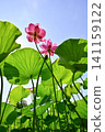Ancient lotus no Sato 141159122
