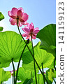 Ancient lotus no Sato 141159123