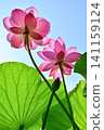 Ancient lotus no Sato 141159124