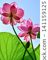 Ancient lotus no Sato 141159125