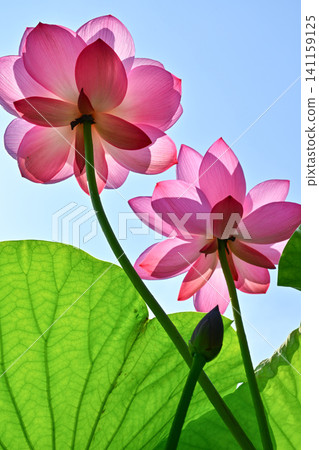 Ancient lotus no Sato Ancient lotus no Sato 141159125