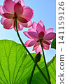 Ancient lotus no Sato 141159126