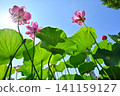 Ancient lotus no Sato 141159127