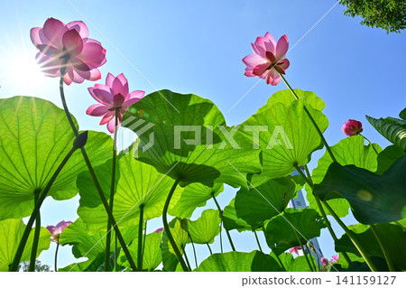 Ancient lotus no Sato Ancient lotus no Sato 141159127