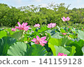 Ancient lotus no Sato 141159128
