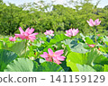 Ancient lotus no Sato 141159129