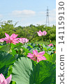 Ancient lotus no Sato 141159130