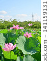 Ancient lotus no Sato 141159131