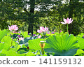 Ancient lotus no Sato 141159132