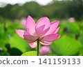 Ancient lotus no Sato 141159133