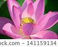 Ancient lotus no Sato 141159134