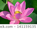 Ancient lotus no Sato 141159135