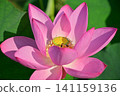 Ancient lotus no Sato 141159136