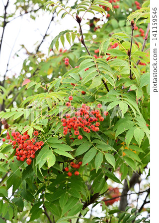 Rowan berries signal the arrival of autumn. Rowan berries signal the arrival of autumn. 141159546