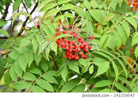 Rowan berries signal the arrival of autumn. Rowan berries signal the arrival of autumn. 141159547