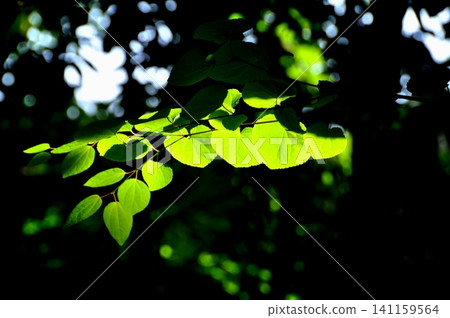 陽光透過樹葉灑在桂花樹葉上,閃閃發光。 陽光透過樹葉灑在桂花樹葉上,閃閃發光。 141159564