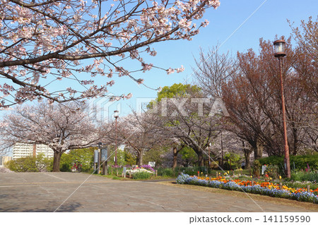 At Oshima Komatsugawa Park in spring (Edogawa Ward, Tokyo / Higashi-Oshima) At Oshima Komatsugawa Park in spring (Edogawa Ward, Tokyo / Higashi-Oshima) 141159590