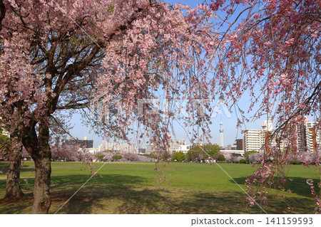 At Oshima Komatsugawa Park in spring (Edogawa Ward, Tokyo / Higashi-Oshima) At Oshima Komatsugawa Park in spring (Edogawa Ward, Tokyo / Higashi-Oshima) 141159593