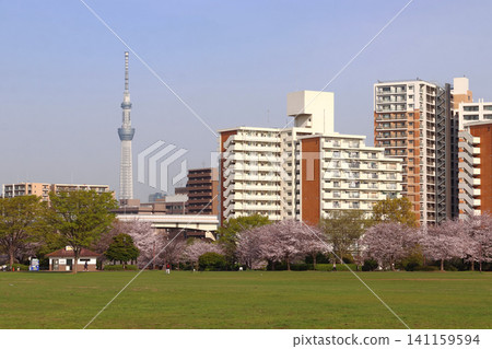 At Oshima Komatsugawa Park in spring (Edogawa Ward, Tokyo / Higashi-Oshima) At Oshima Komatsugawa Park in spring (Edogawa Ward, Tokyo / Higashi-Oshima) 141159594