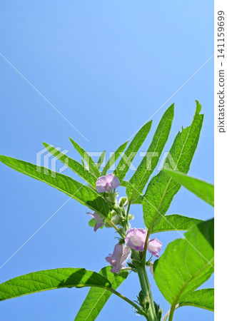 Sesame (Sesame family), an annual plant of the Sesame genus. 141159699