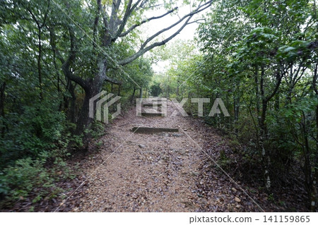 A road surrounded by green A road surrounded by green 141159865