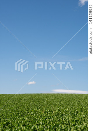 Summer green vegetable fields and blue sky Summer green vegetable fields and blue sky 141159983
