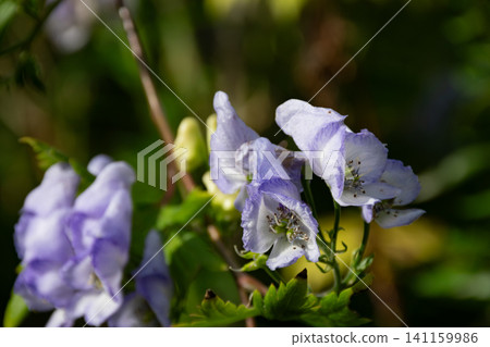 Purple aconite flowers in full bloom Purple aconite flowers in full bloom 141159986
