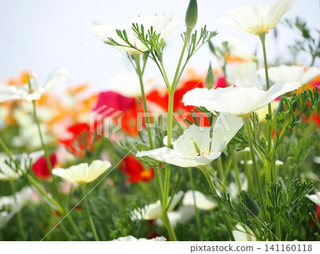 A field of colorful California poppies A field of colorful California poppies 141160118