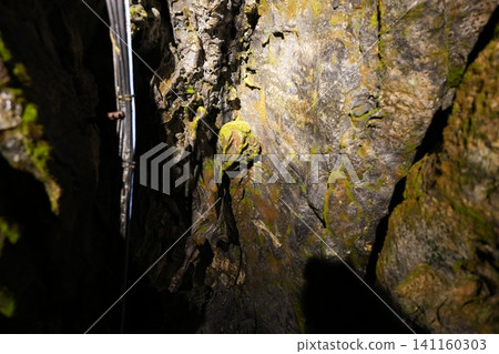 生長在岩石之間的植物 生長在岩石之間的植物 141160303