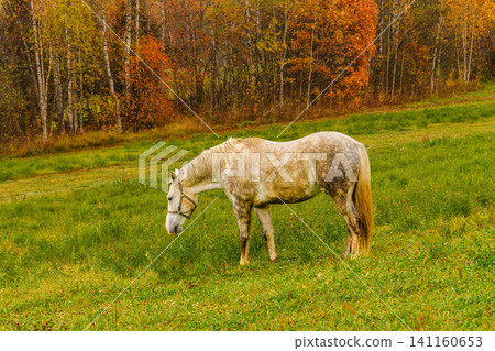 Gray horse grazing peacefully in an autumn field Gray horse grazing peacefully in an autumn field 141160653
