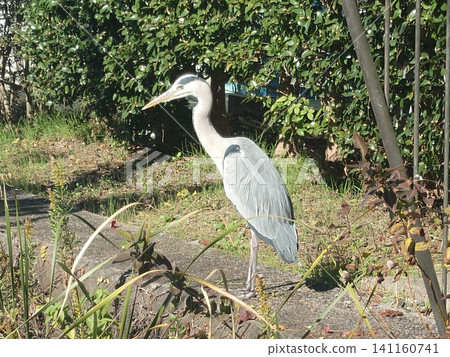 Herons at the Imperial Palace Herons at the Imperial Palace 141160741