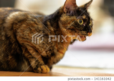 Sabi cat Sabi cat 141161042