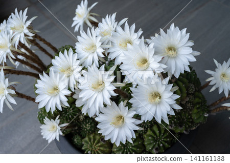 Close up of Echinopsis subdenudata cactus with white flowers blooming. Echinopsis cactus they are fairly easy to grow and are extremely well adapted to drought. Close up of Echinopsis subdenudata cactus with white flowers blooming. Echinopsis cactus they are fairly easy to grow and are extremely well adapted to drought. 141161188