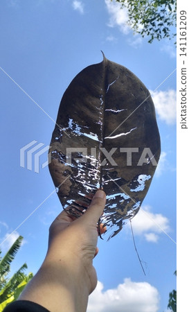 Hand Holding Beautiful Skeletal Dry Rubber Leaf Against Blue Sky Background Hand Holding Beautiful Skeletal Dry Rubber Leaf Against Blue Sky Background 141161209