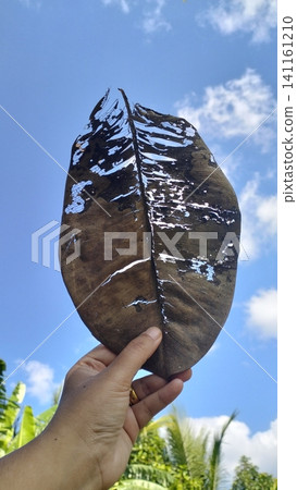 Hand Holding Beautiful Skeletal Dry Rubber Leaf Against Blue Sky Background Hand Holding Beautiful Skeletal Dry Rubber Leaf Against Blue Sky Background 141161210