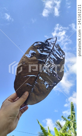 Hand Holding Beautiful Skeletal Dry Rubber Leaf Against Blue Sky Background 141161211